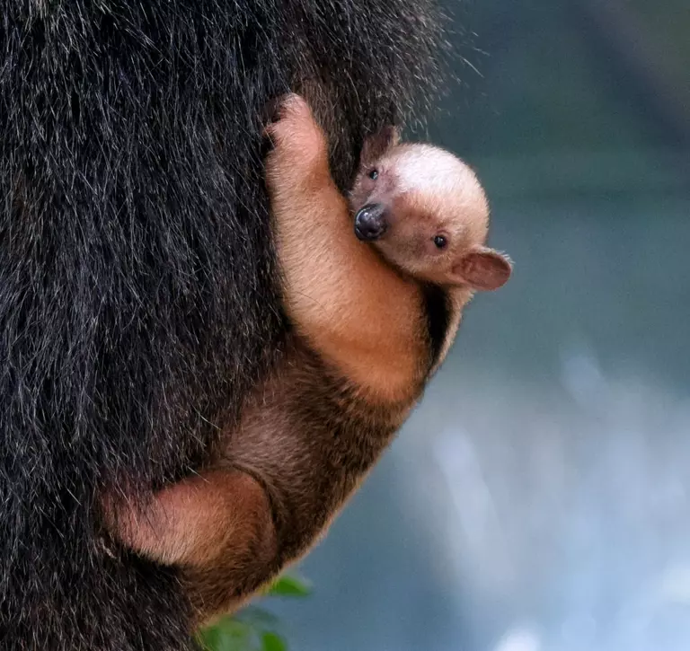 Tamandua baby at Rainforest Life London Zoo