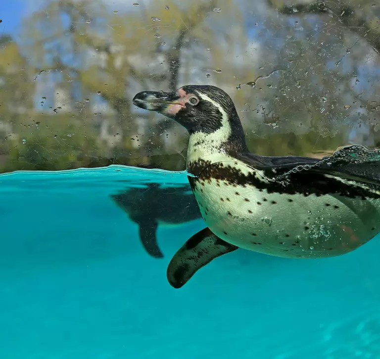 penguin swimming at London Zoo