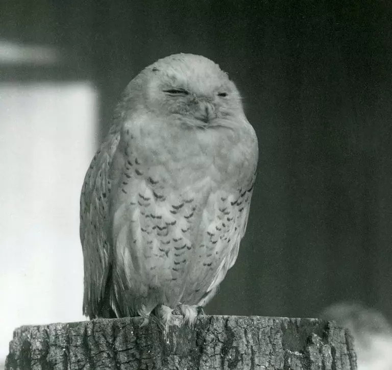 A Snowy Owl resting on a tree stump.