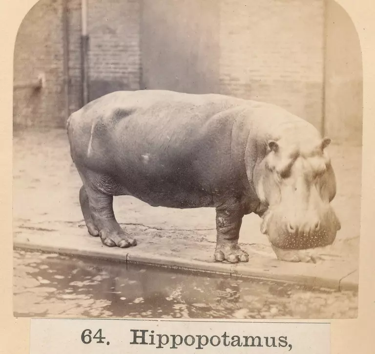 Famous hippo Obaysch
