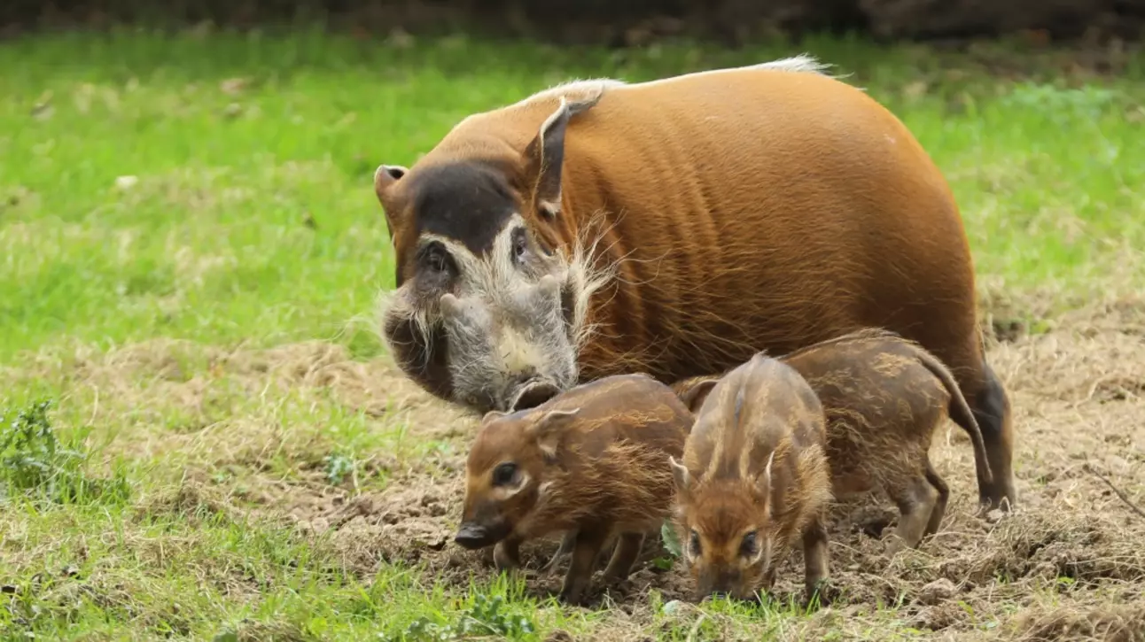 Red river hog piglets 