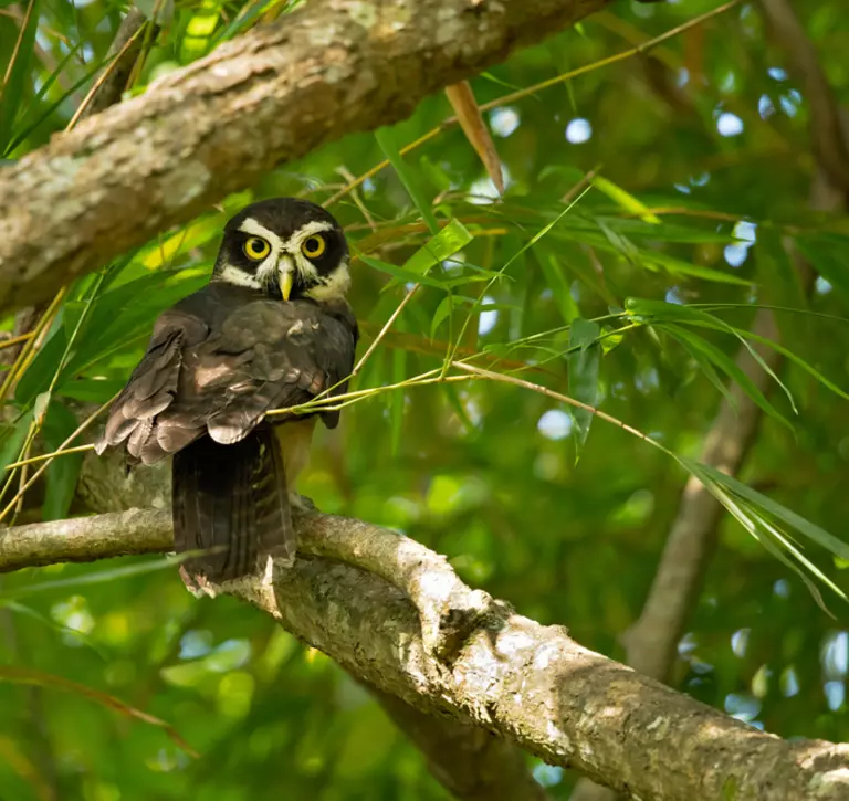 Spectacled owl in a tree