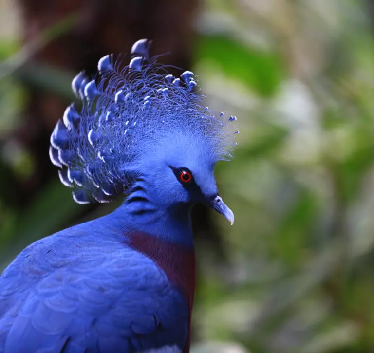 Victoria crowned pigeon side profile