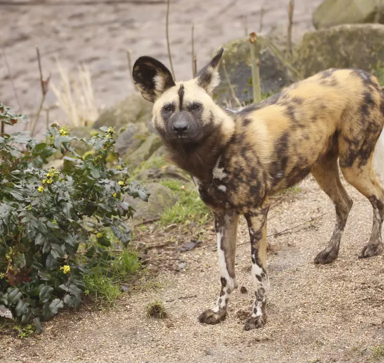 An African wild dog at London Zoo