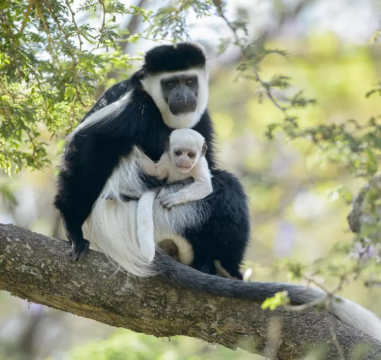 An adult colobus monkey sits on a tree branch and holds a baby colobus monkey