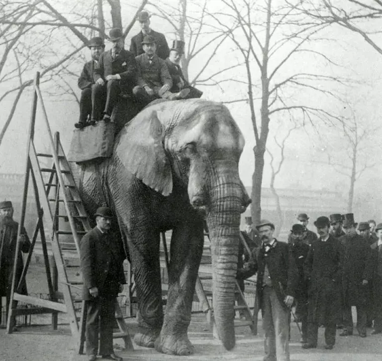 Jumbo at riding steps, probably March 1882. Jumbo was London Zoo's first African elephant.