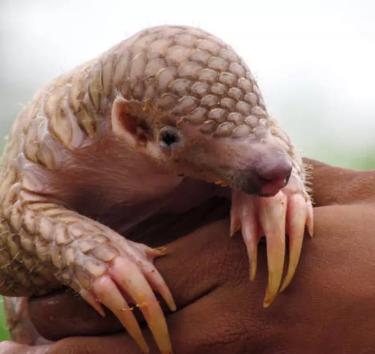 baby pangolin