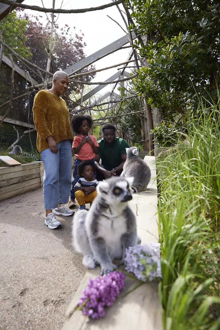 Family In With The Lemurs at London Zoo