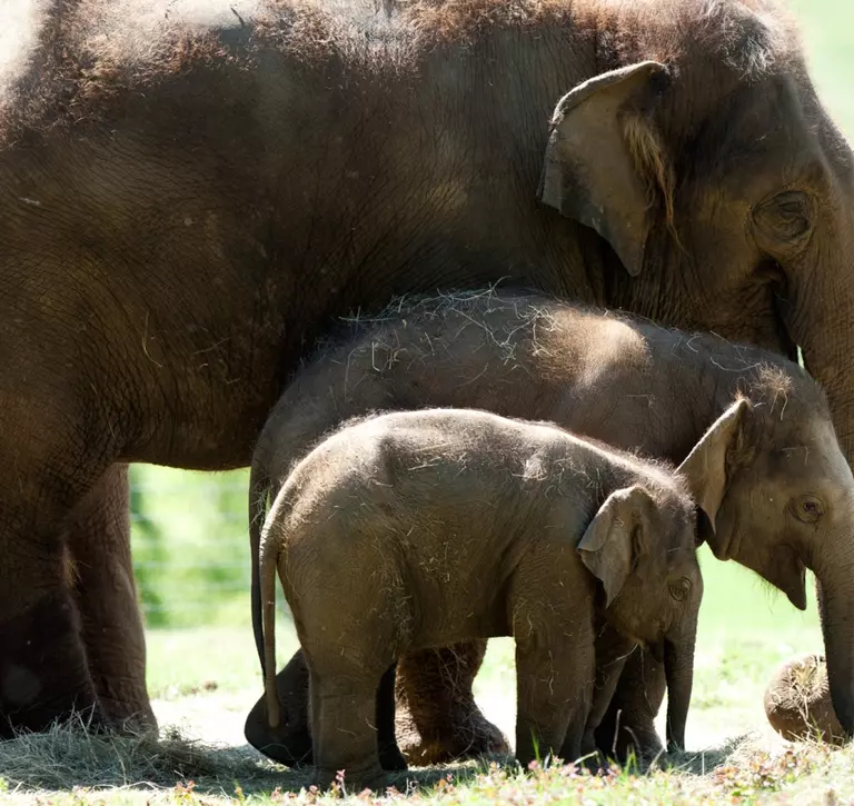 Asian Elephants