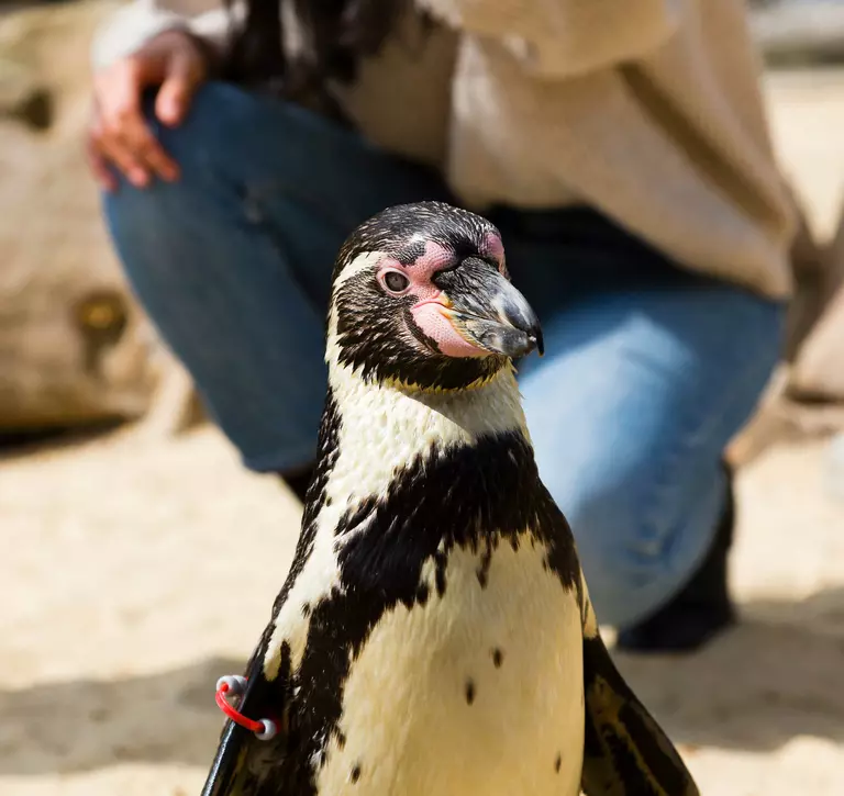 Penguin closeup at Meet the penguin experience London Zoo