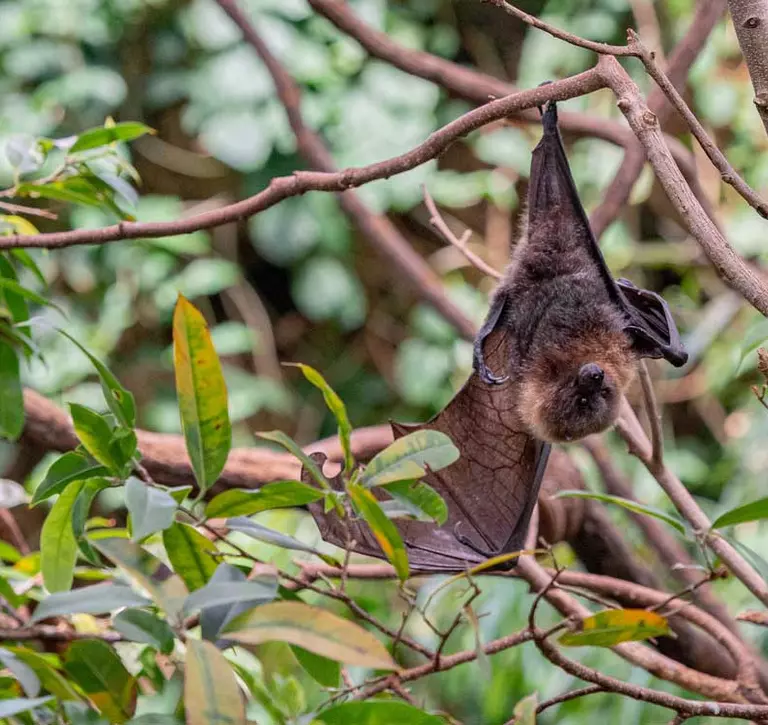 Rodrigues Fruit Bat in the wild hanging upside down