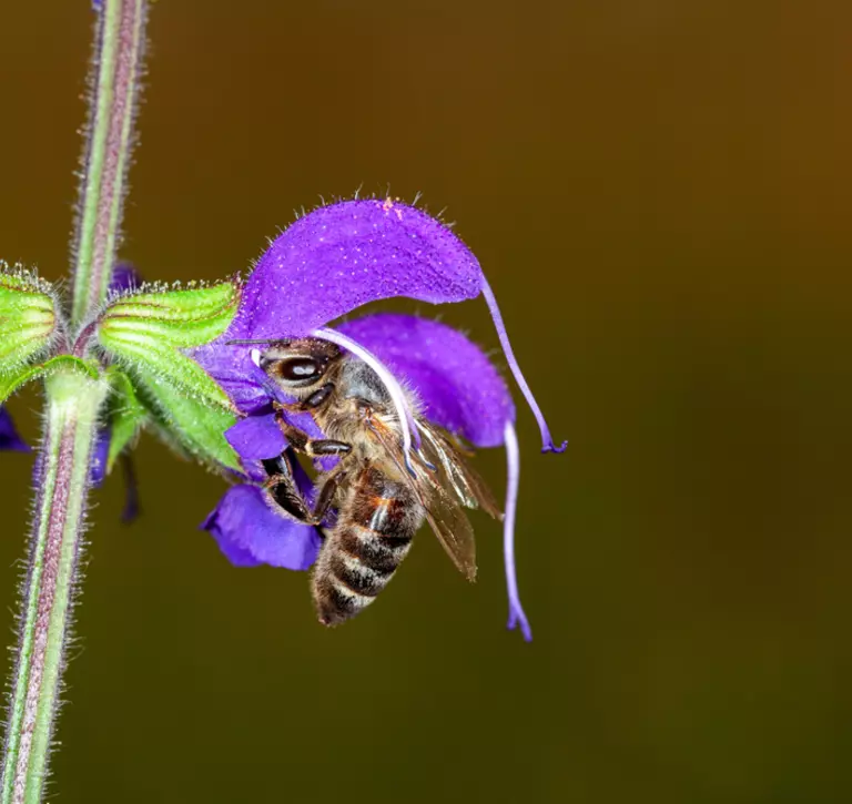 Honeybee collecting pollen from sage
