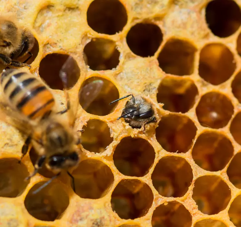 baby bee emerging from honeycomb