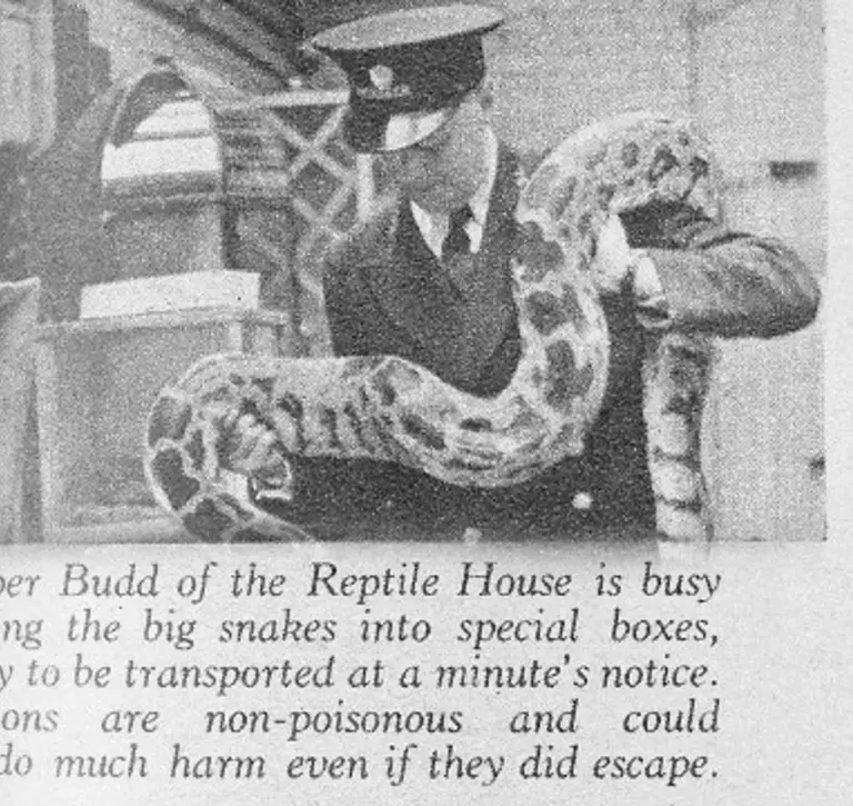 Zookeeper transporting animals before air raid
