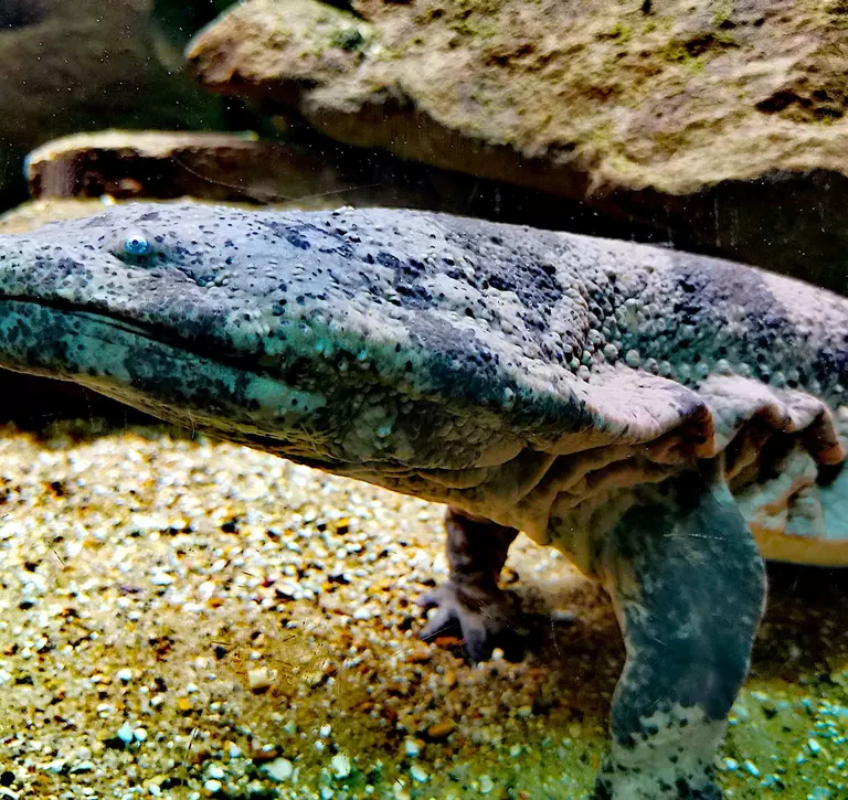 Chinese giant salamander, black with small eyes, at London Zoo in an aquarium