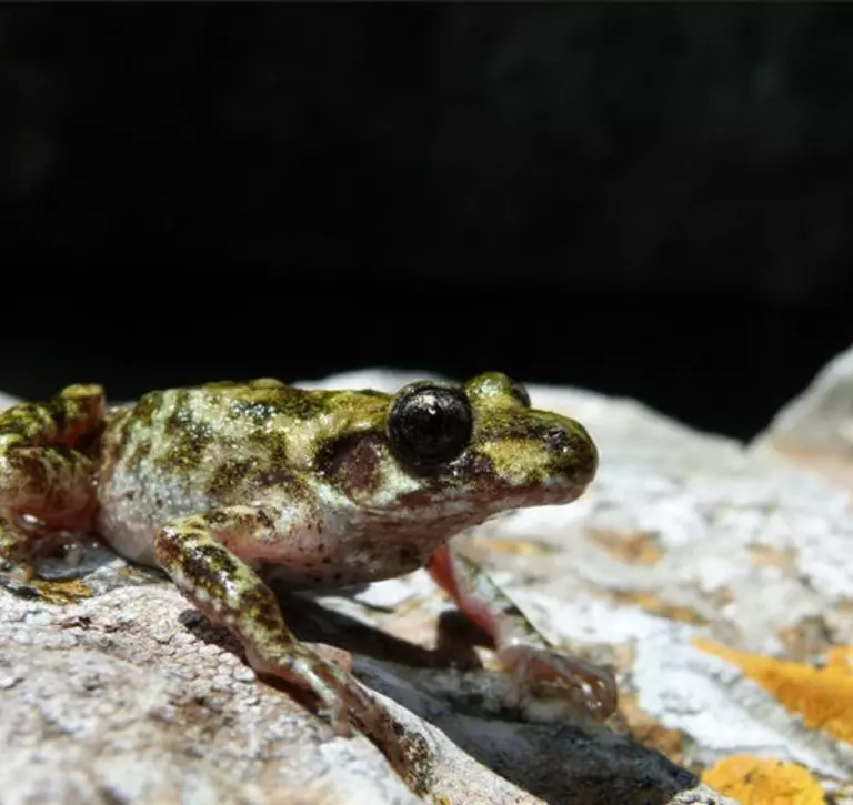 Mallorcan midiwfe toad sitting on a rock
