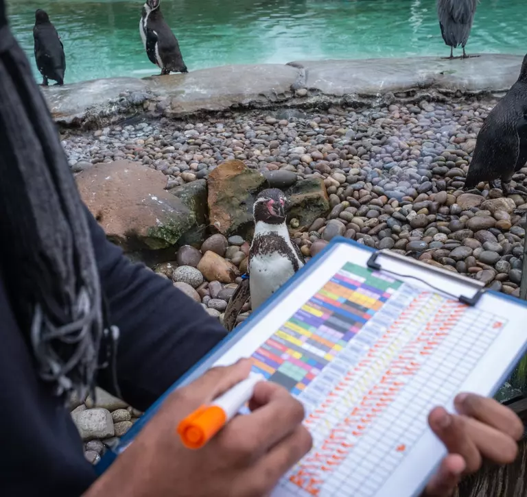A visitor holds a clipboard in front of penguins at Penguin Beach