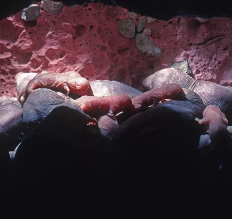 Naked mole rat colony in a burrow
