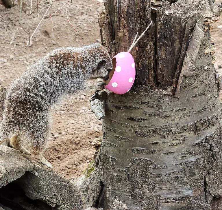 A meerkats at London Zoo explores Easter eggs