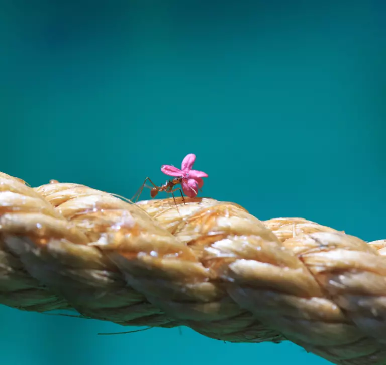 ant carrying a flower