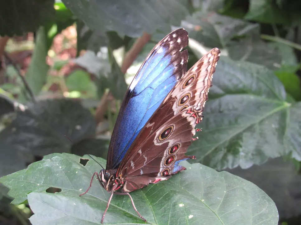 Blue Morpho