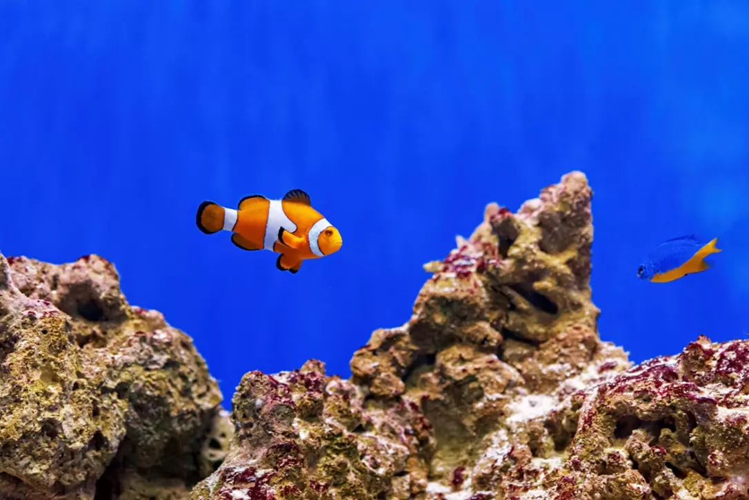 Clownfish under water