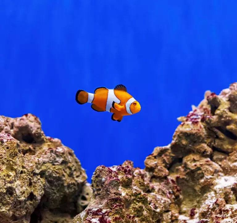 Clownfish under water