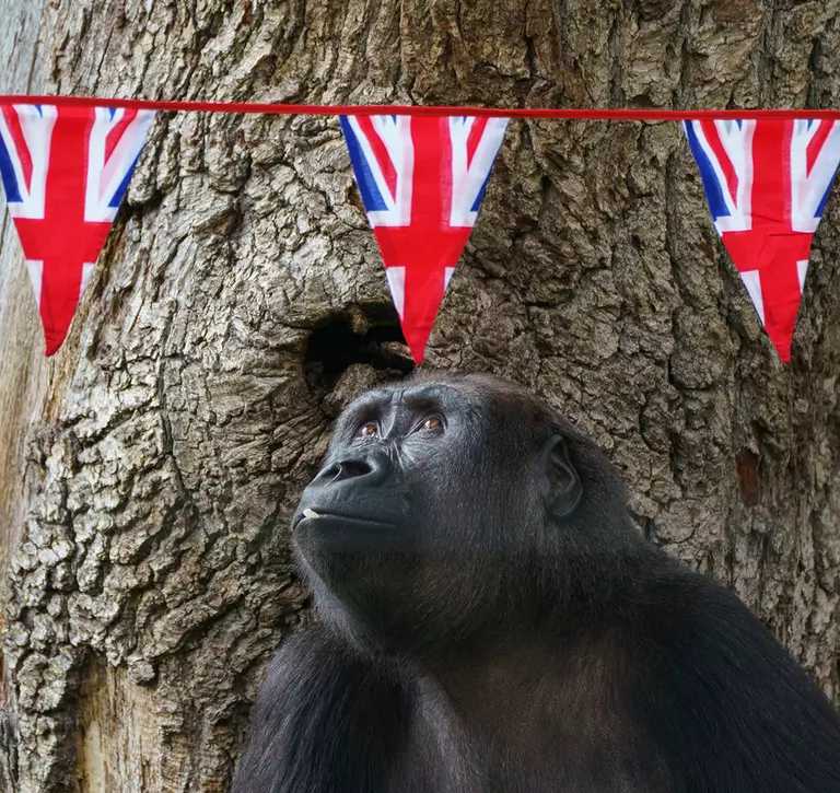 A gorilla looks up at bunting at London Zoo