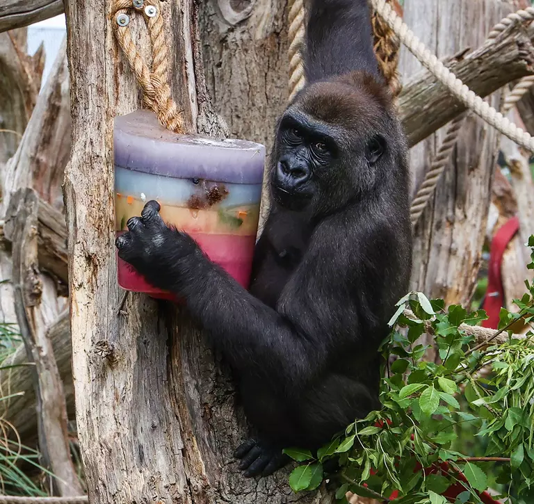 A gorilla holds onto a rainbow icy treats at London Zoo
