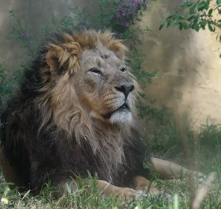 Asiatic lion Bhanu lying in the shade at London Zoo