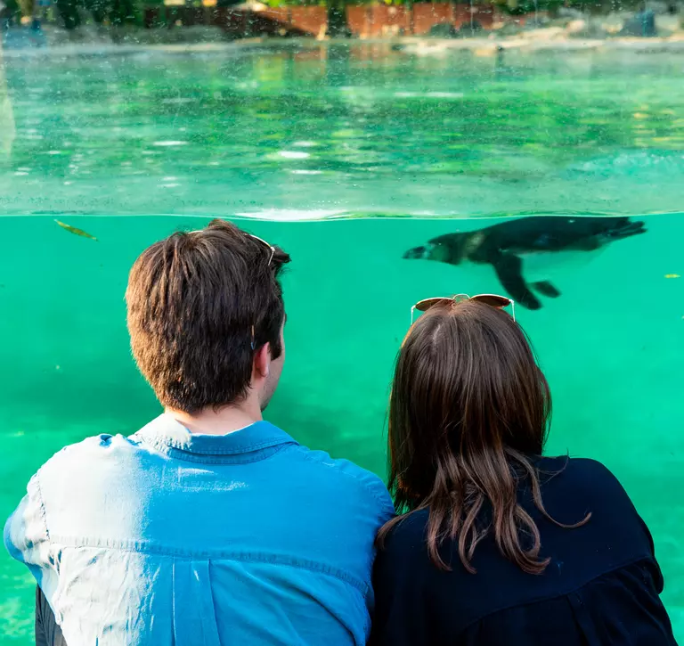Couple watching penguin swimming in penguin beach pool