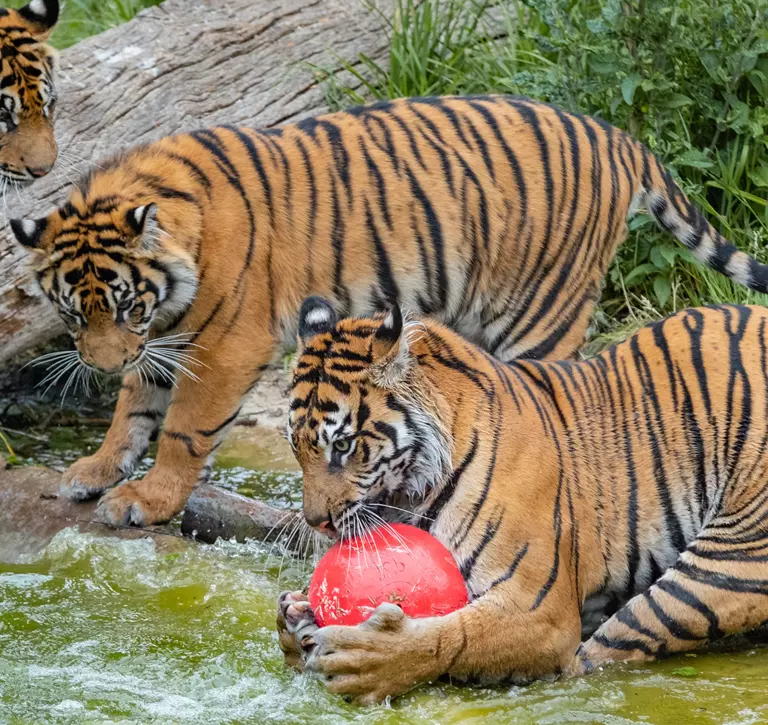 Three tigers with a red ball in the pool at London Zoo