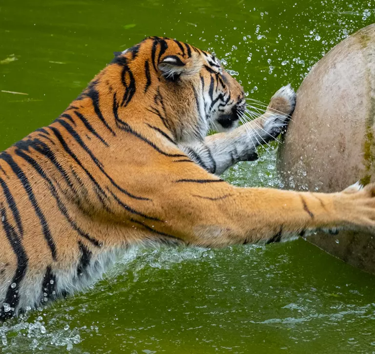 A Sumatran tiger with boomer ball in the pool at London Zoo