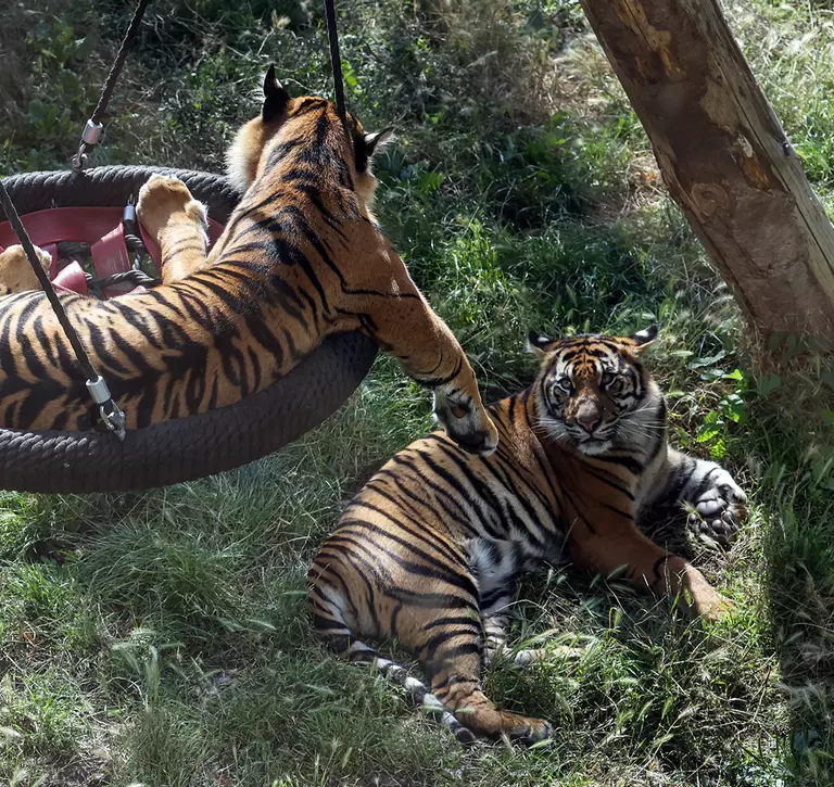 A Sumatran tiger in a swing looking down at another tiger lying in the grass