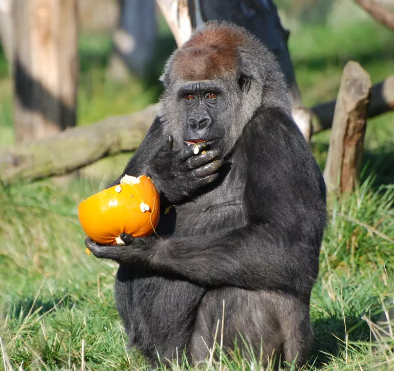 Effie, a western lowland gorilla at London Zoo, sitting in the grass holding half an orange pumpkin in one hand while the other hand is at her mouth, covered in pumpkin seeds