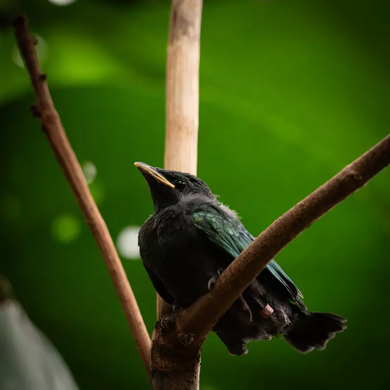 An Emerald starling chick resting on a branch at London Zoo