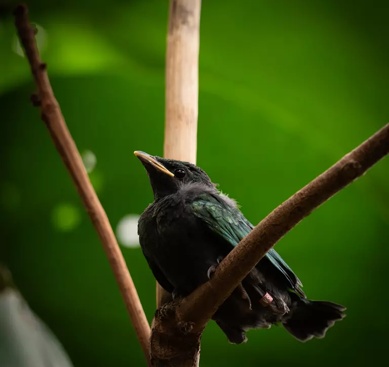 An Emerald starling chick resting on a branch at London Zoo