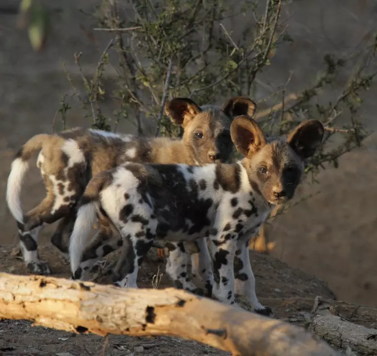 African wild dog puppies on a tree branch