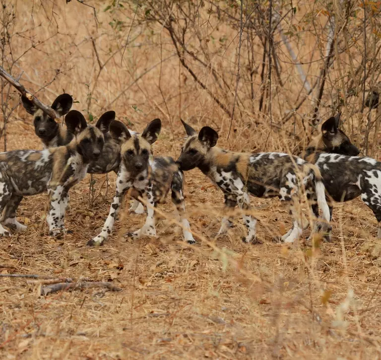 African wild dog puppies in a savannah setting