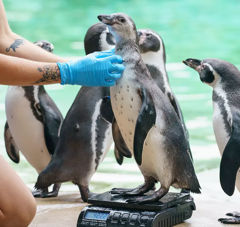 penguins being weighed