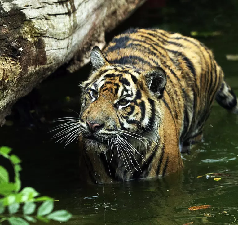 A Sumatran tiger in the pool at London Zoo