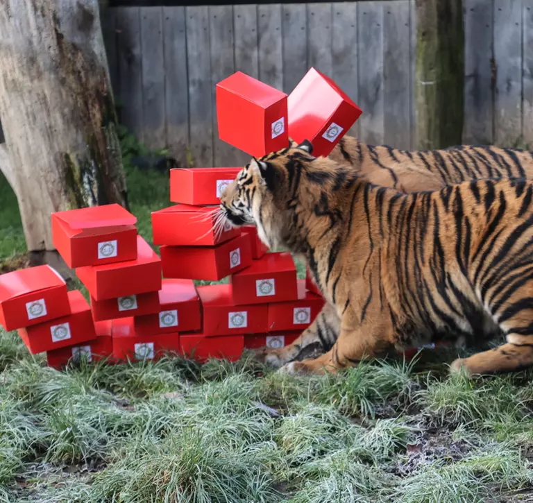 Two Sumatran tigers with advent boxes at London Zoo