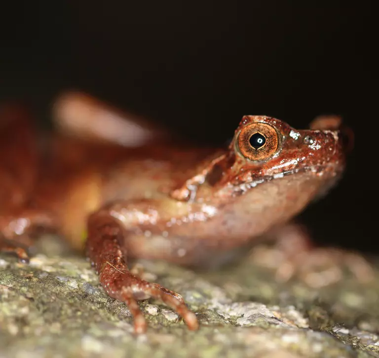 A red frog sitting on a stone