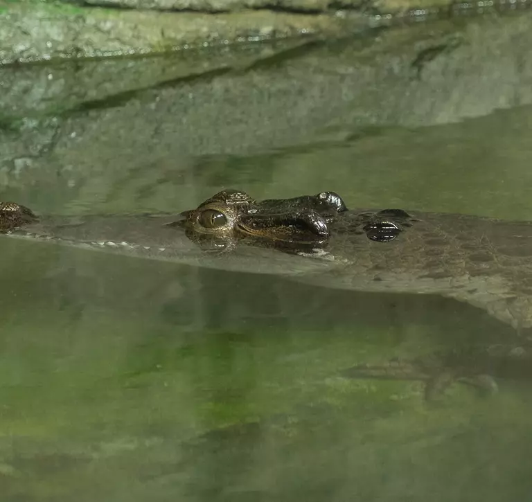 crocodile under water with eyes peeping upwards