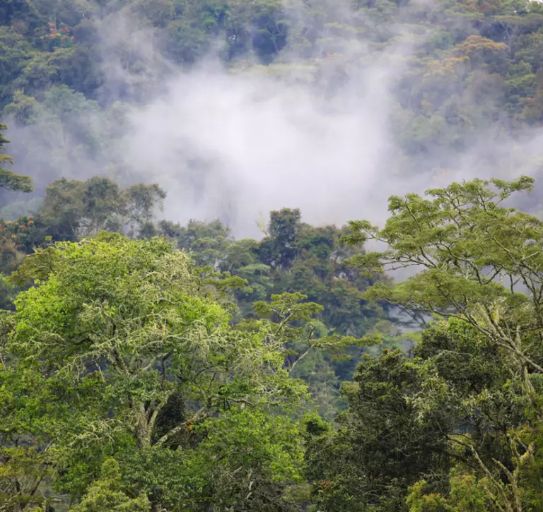 The misty Bwindi Impenetrable Forest in Uganda is a primeval forest reaching over 2600 m, and one of the most diverse areas on Earth where half of the world's highly endangered mountain gorillas live.
