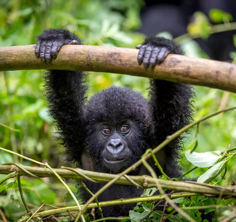 A baby gorila inside the Virunga National Park, the oldest national park in Africa. DRC, Central Africa.