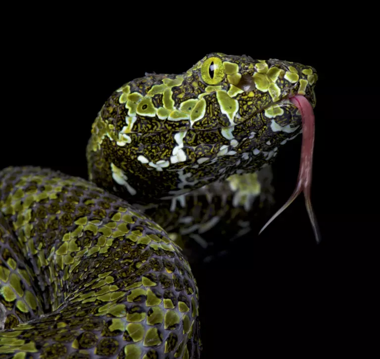 Mangshan pit viper with forked tongue out