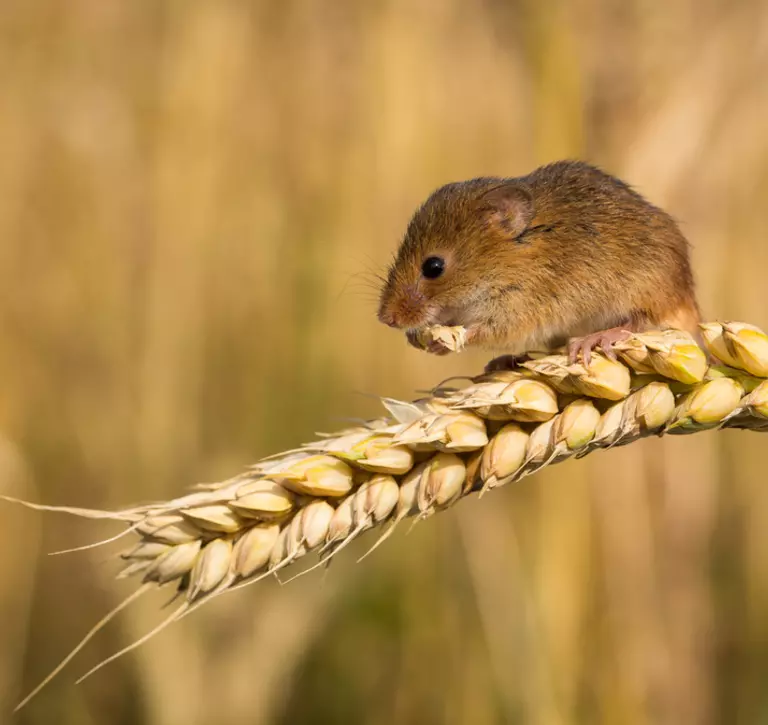 Harvest mouse sitting on an ear of wheat
