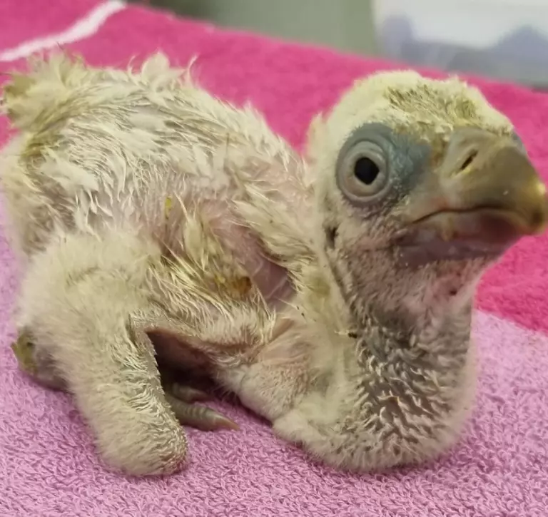 First baby vulture chick returned to parents for rearing | London Zoo