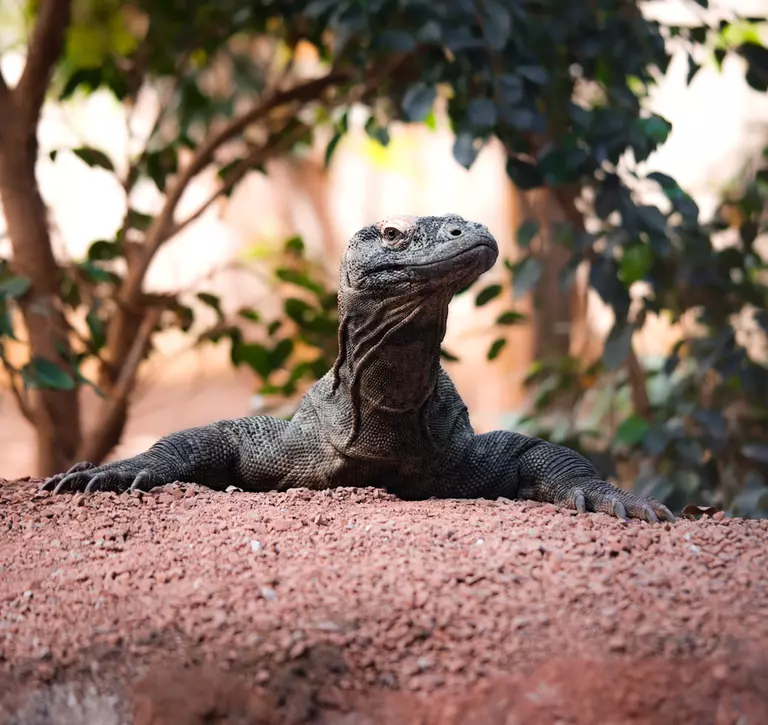 Komodo Dragon at London Zoo - Khalessi 